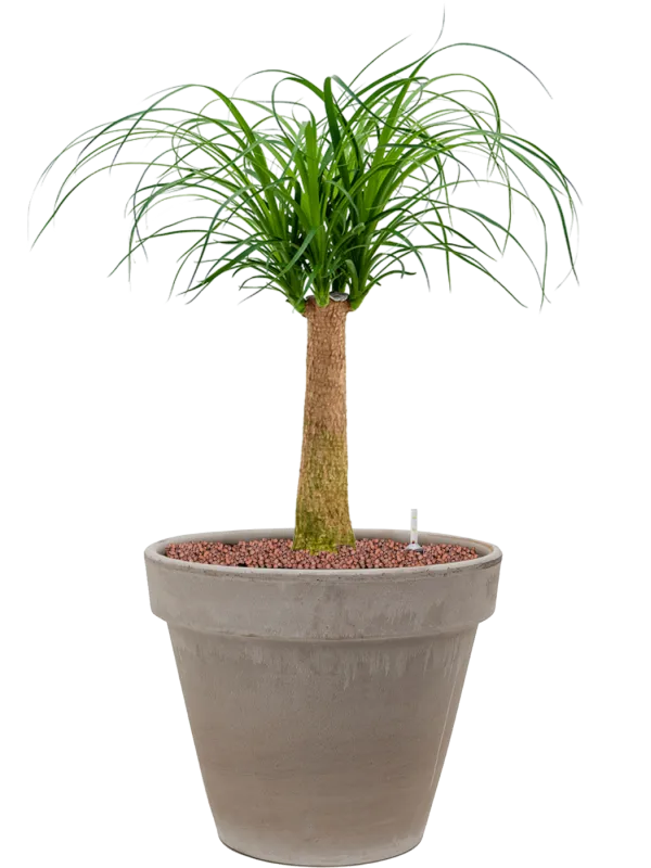 Beaucarnea recurvata in Terra Cotta Office Plant With Pot 77cm Height 22cm Dia