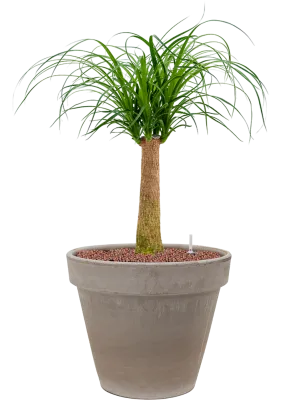 Beaucarnea recurvata in Terra Cotta Office Plant With Pot 77cm Height 22cm Dia