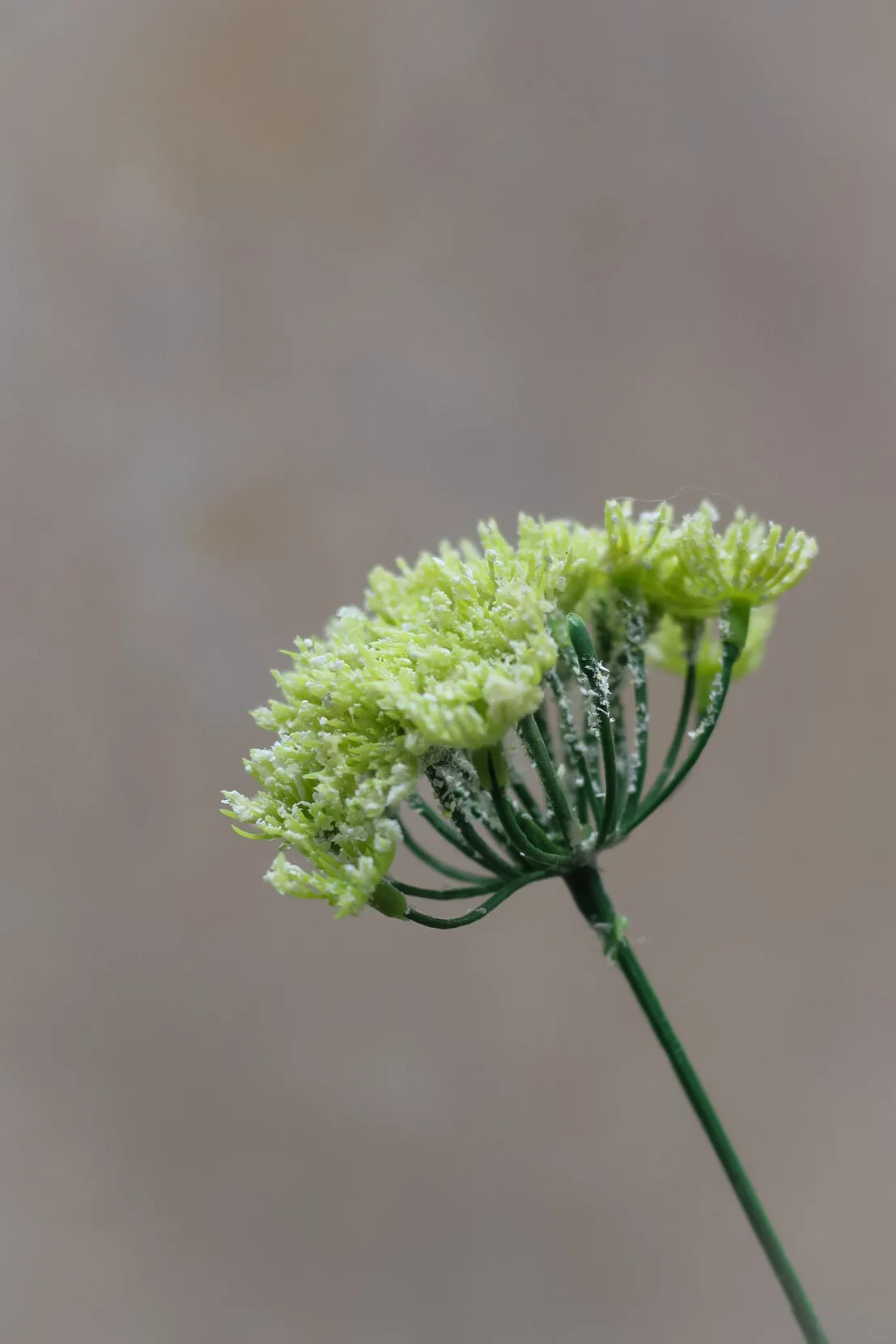 Faux Queen Anne's Lace Spray