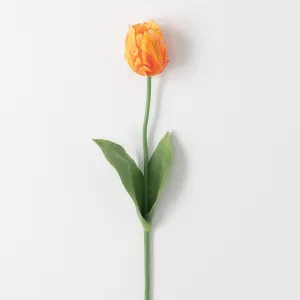 Garden Tulip Stem