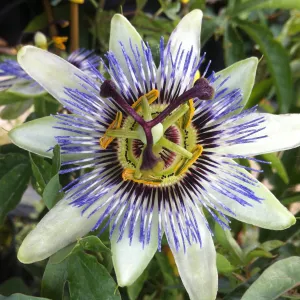 White Passion Flower | Passiflora 'White Lighting'